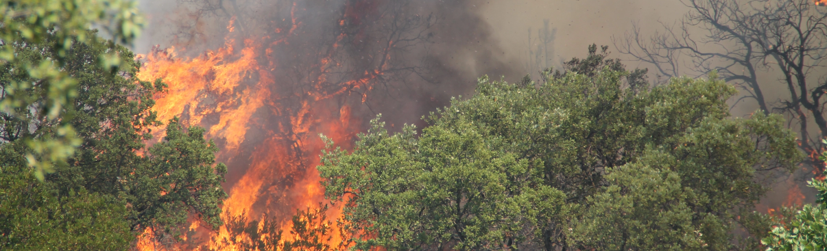 Feux de forêts et incendies